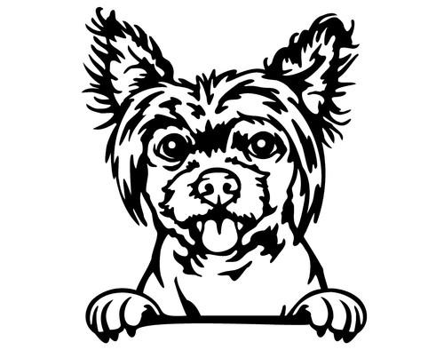 Chinese crested dog - crested, car