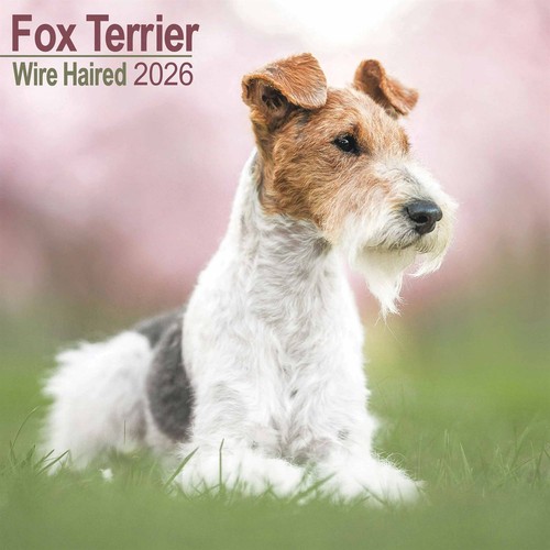 Wire haired fox - wire,