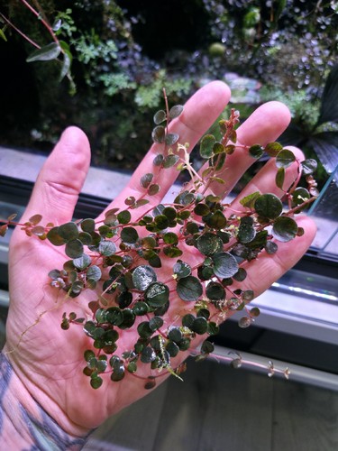 Pilea imparifolia purple - pilea,