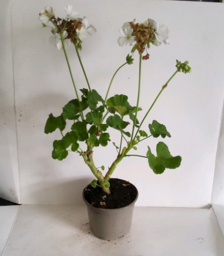 White geranium - white,