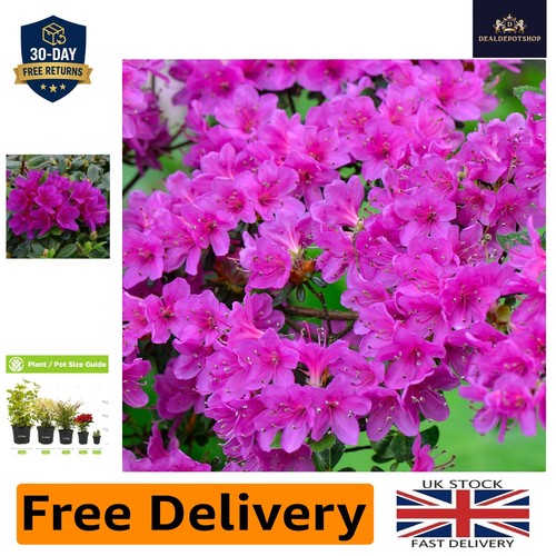 Vibrant japanese azalea - japanese,