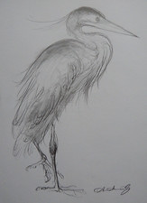 Original ornithological bird