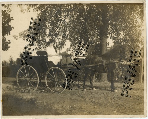 Antique photo pretty horse - pretty,