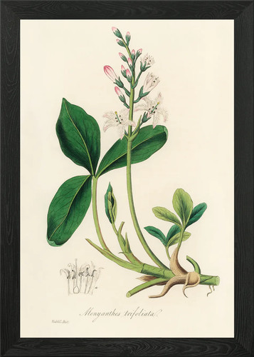 Botanical illustration - botanical, of