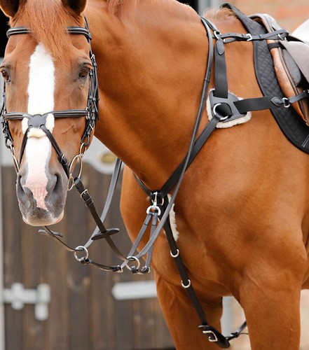 Premier equine invorio point - equine,