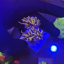 NY NICKS TORCH CORAL, AMAZING GOLD TORCH CORAL LPS HARD CORAL EUPHYLLIA BLUE TIP