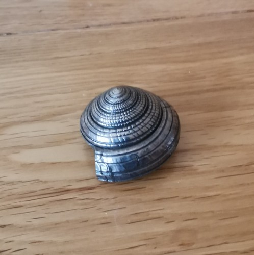Vintage large ammonite - vintage,