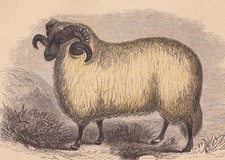 1851 NORFOLK HORN SHEEP Print