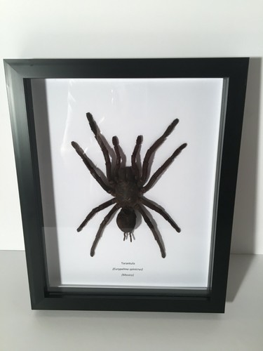 Extra large tarantula - large,