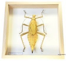 REAL MOUNTED FRAMED INSECT - Heteropterx dilatata, FEMALE, GOLD! - JUNGLE NYMPH
