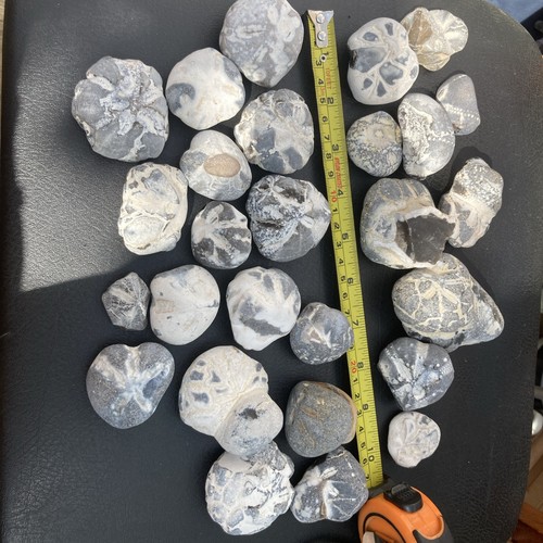 Fossil flint echinoid sea