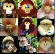 10 x Monkey Face Orchids