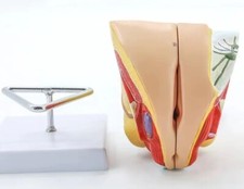 Female Human Genital System