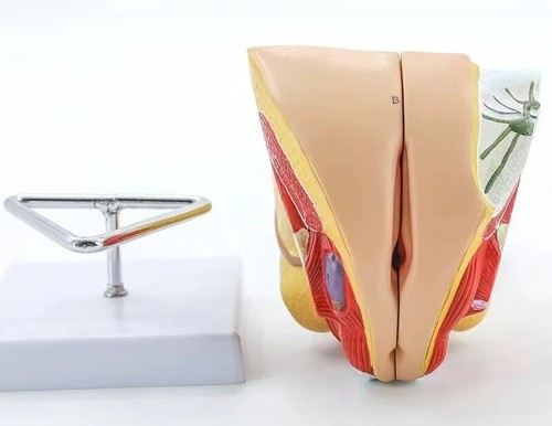 Female human genital - genital, system