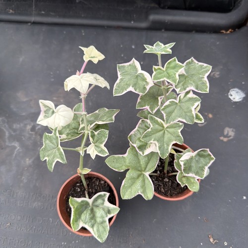 Pelargonium élégante - pelargonium, |