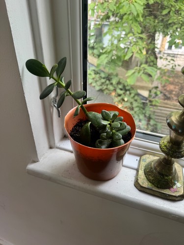 Jade plant large - plant,