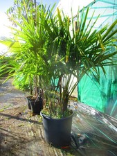 4.5ft inc. pot  Hardy Palm Tree Trachycarpus fortunei, 30litre, MULTI-TRUNK