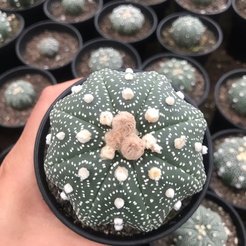 8cm succulent cactus plant - 7-8cm,