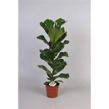 Ficus lyrata house plant in 17cm pot around 60cm tall. Fiddle leaf fig