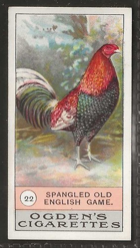 Ogdens fowls pigeons - pigeons, &