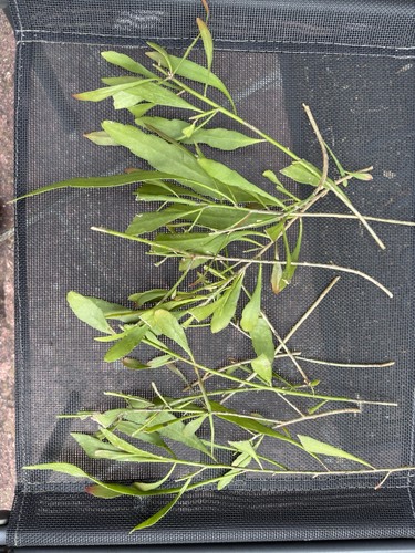 Mistletoe cactus cuttings all - cuttings, (all