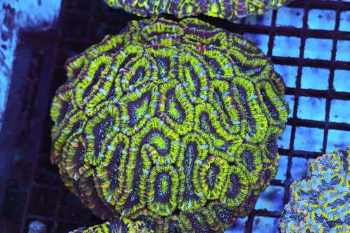 Green acan colony wysiwyg - green,