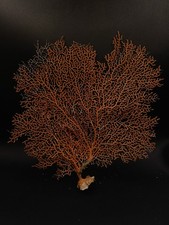 Large gorgonian sea fan soft
