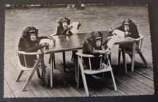 RP Animal Postcard, Chimpanzee