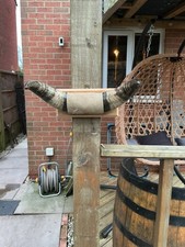 Collect only. Small Cow Horns