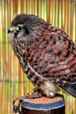 Kestrel Falco Tinnunculus Bird of Prey Portrait Photograph Picture Print