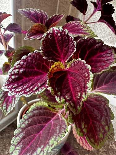Rooted coleus house - rooted,