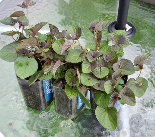 Wild viola plants common - 3x,