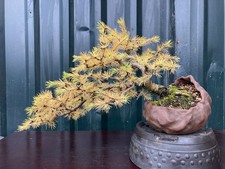 European Larch Bonsai Tree Semi Cascade In Handmade Stoneware Bonsai Pot