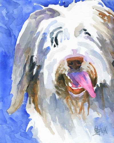 Bearded collie print - collie, of