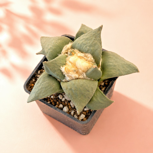 Rare ariocarpus retususla - ariocarpus,