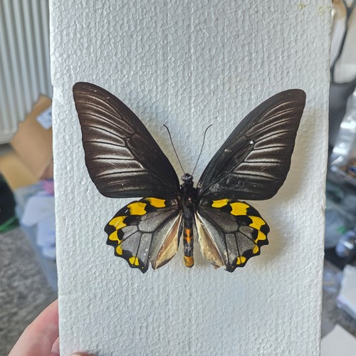 Troides hypolitus male - , |