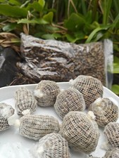 125-195 std carp bait balls