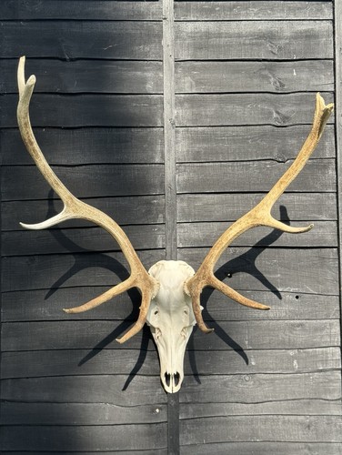 Real red deer - real,