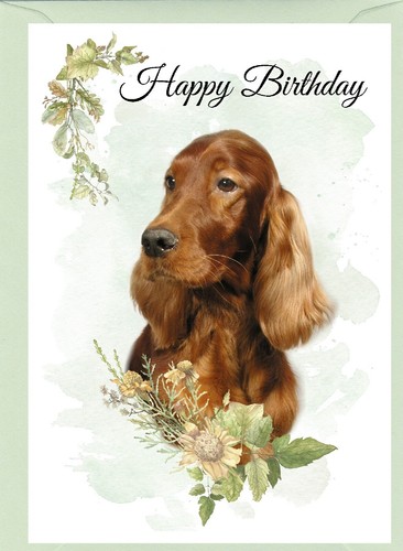 Irish red setter dog - dog, 6")