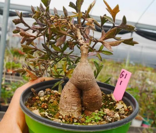 Sale rare cacti - sale, cyphostemma