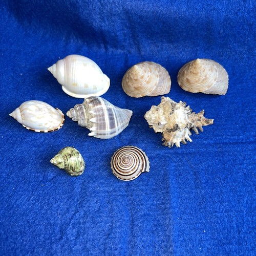 Sea snail shells melongena - snail,