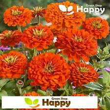 ZINNIA DAHLIA ORANGE KING -