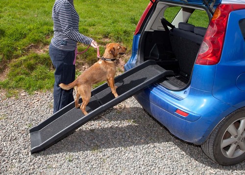 2nds dog pet - dog, ramp