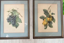 Vintage Botanical Prints Pear