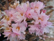 Prunus Autumnalis Rosea Flowering Cherry Tree 5-6ft in a 7.5 Litre Pot