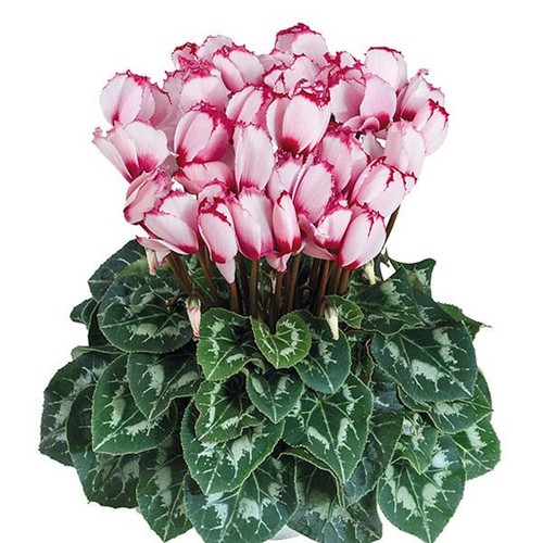 Cyclamen persicum halios - halios, f1