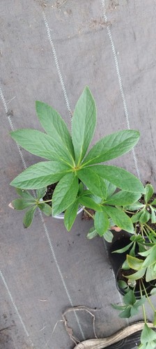 White helleborus perennials - helleborus,