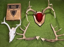 Deer Antler WhiteTail SW TX