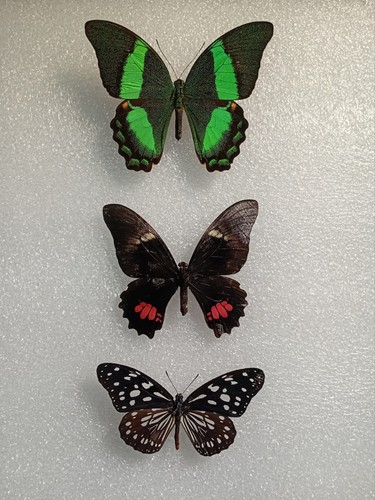 Butterfly specimen bundle - butterfly,