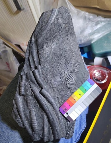 Natural devonian prehistoric - devonian,